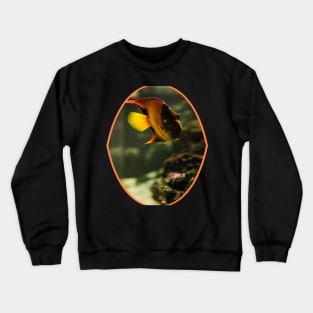 fish, cute fish, free fish, coral fish, fish coral, goldfish, pez, peces, pez colar, peces coral Crewneck Sweatshirt